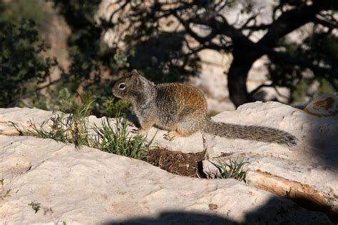 Grand Canyon Squirrel Squirrels