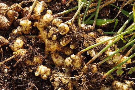 How To Grow Ginger Indoors Gardeners Path