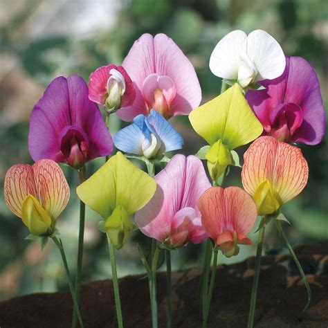 The Birthflower For April Albuquerque Florist