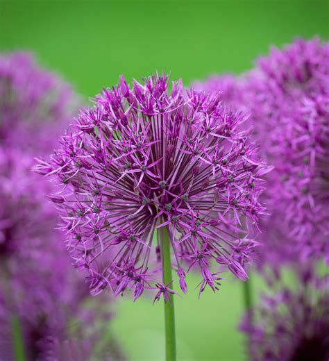 Díszhagyma Allium Purple Rain Királykert V