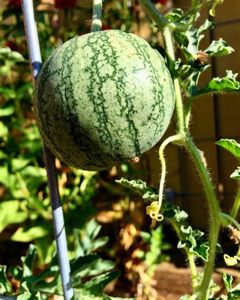 Growing Watermelon In A Container 3 Tips For Success Calikim Garden