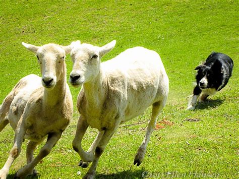 Border Collie Herding Sheep Soule Farm Flickr Photo
