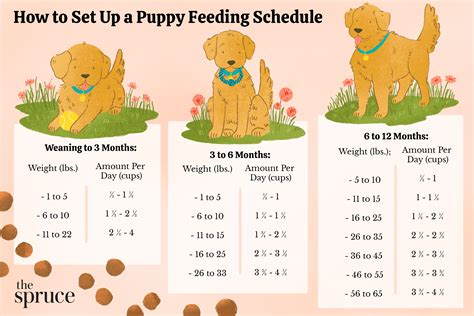 Setting Up A Puppy Feeding Schedule