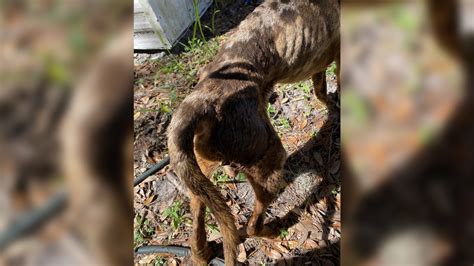 Citrus County Man Left Emaciated Dogs In Hot Feces Covered Room