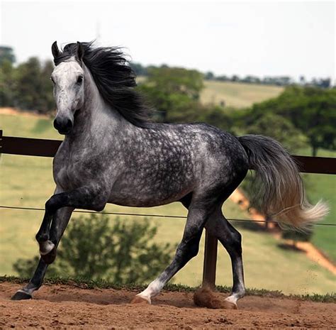 Dapple Gray Andalusian Stallion