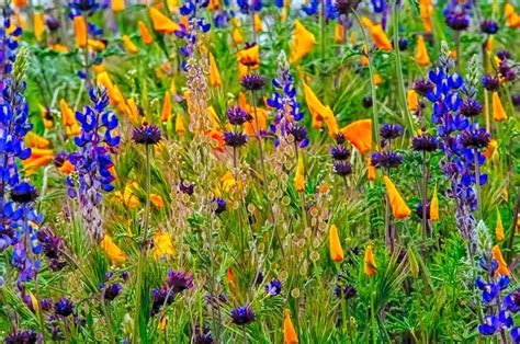 Apache Rocky Mountains Wild Flowers Flora Photographer Plants
