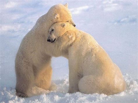 Polar Bears Animal Hugs Polar Bear Cute Animals