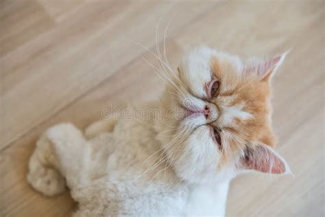 Top View Portrait Of Yellow Exotic Shorthair Cat Look At Camera Stock