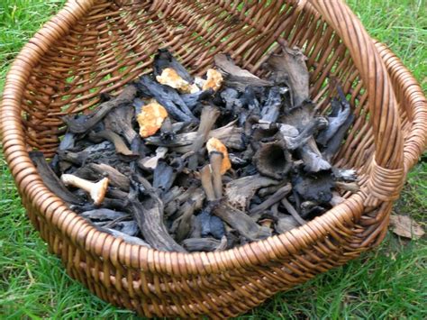 Trompette de la mort