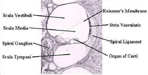 Cross Section Through The Cochlea With Its Compartments Download