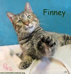 No requires a fenced yard: Adopt Finney on Petfinder | Animals, Adoption, Animal house