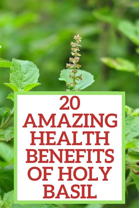 20 Amazing Health Benefits Of Holy Basil Facts To Know About Tulsi