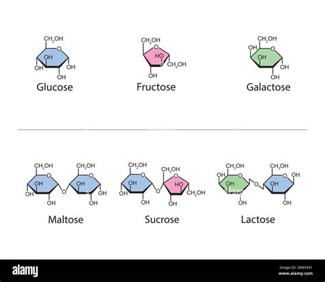 Monosaccharides And Disaccharides Scientific Design Vector