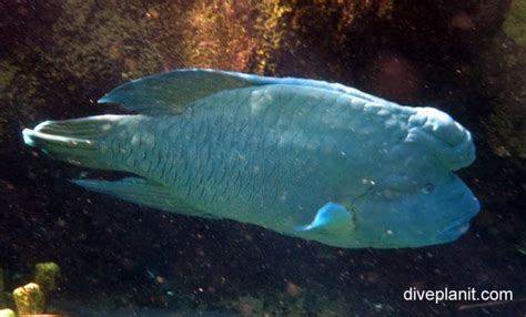 Humphead Wrasse Cheilinus Undulatus Aqu