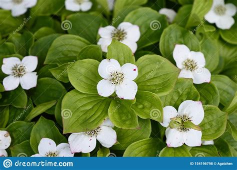 Cornus Canadensis with Whitet Flowers Stock Photo - Image of blossom ...