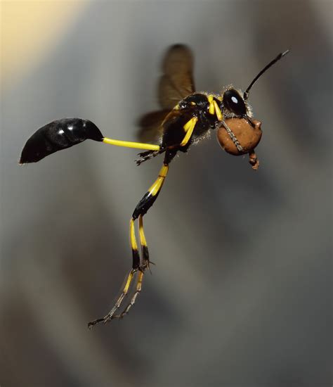 Mud Dauber Wasp Carrying Wet Mud To Build Its Nest Wonderful Photo By