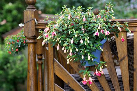 How To Care For Fuchsia In Your Vertical Garden Happysprout
