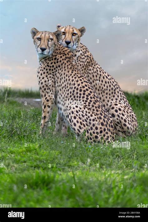Two Cheetah Sisters Acinonyx Jubatus Sitting On The Grass Together