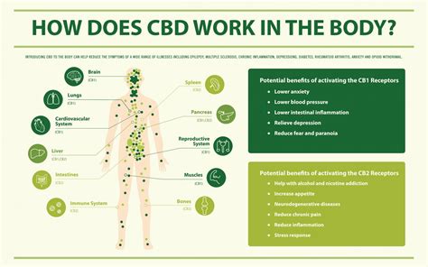 what are the effects and side effects of cbd oil green factor cbd s blog