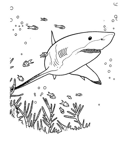 Shark Dibujos De Tiburones Para Colorear Dibujos Para Colorear My Xxx