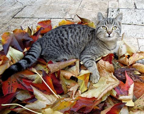 Free Images Leaf Flower Kitten Tabby Vertebrate Autumn Leaves Wild Cat Small To Medium