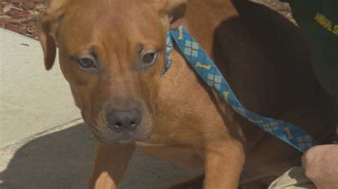 Officials Dogs Rescued In Cocoa Dog Fighting Ring Wont Walk