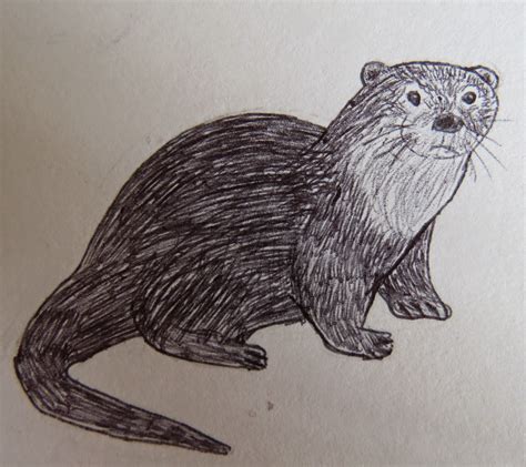 The Autistic Naturalist How To Draw Otters
