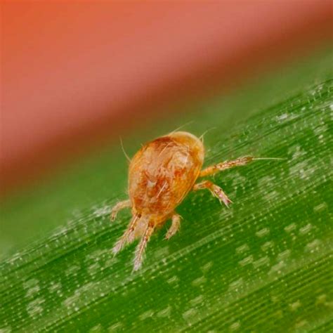 Phyton Predatory Mites Against Spider Mites 300 Pcs