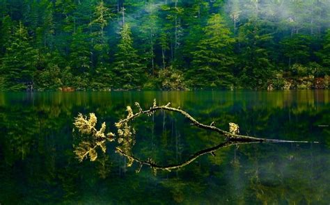 1230x768 Nature Landscape Oregon Lake Mist Forest Green Water Trees
