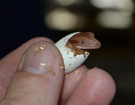 Hatching Crested Gecko By Paulie78 On Deviantart