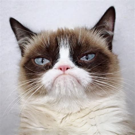 grumpy cat la gatita más famosa de internet grump cat funny grumpy cat memes grumpy cat