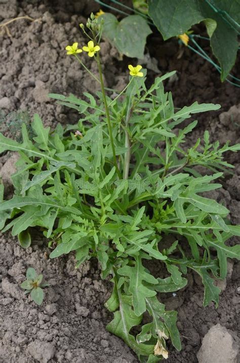 Wild Rocket Arugula Salad Growing In The Garden Stock Photo Image Of