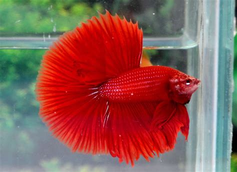 Ikan cupang merupakan salah satu ikan hias yang mudah dipelihara. Jual Cupang Hias Bekasi,Bantar Gebang,Bekasi Barat,Bekasi ...