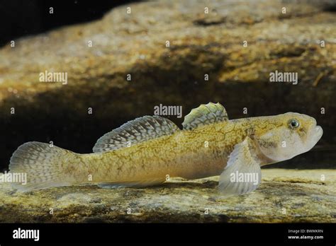Padogobius Bonelli Freshwater Fish Animal Animals Fish Fishes Goby