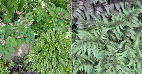 Here is a list of shade garden variety definitions for plants. Three Dogs in a Garden: 10+ Numbered and Identified Shade ...