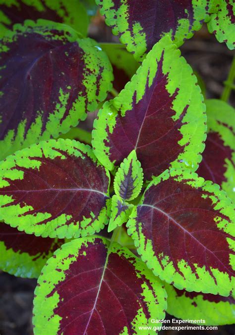 The other ones are lush and green. 10 Plants for Shade Gardens: Plants Grown for Flowers ...