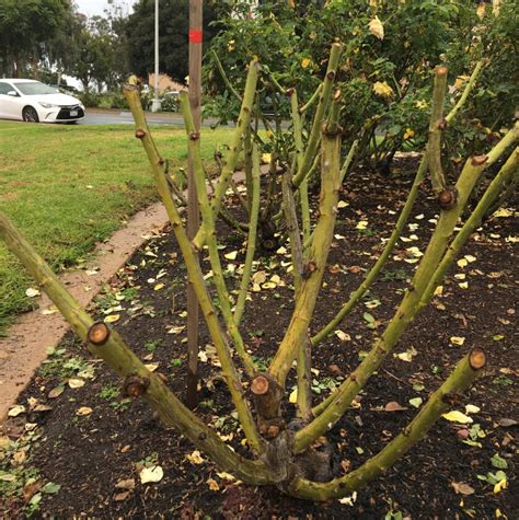 A Primer For Pruning Roses The San Diego Union Tribune