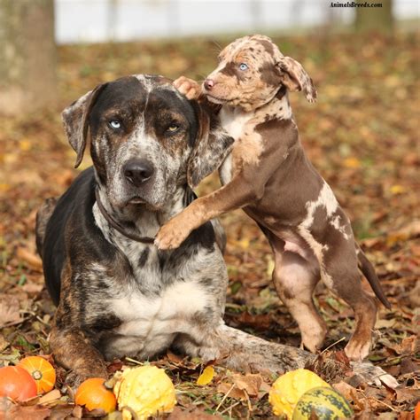 Catahoula Leopard Dog Puppies Rescue Pictures