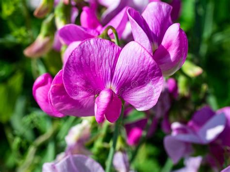 Wild Sweet Pea Flowers Along The River 4 Stock Image Image Of Bloom