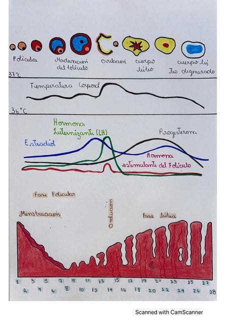 Dibujo Ciclo Ovárico Ciclo Uterino El Rincón Médico Udocz