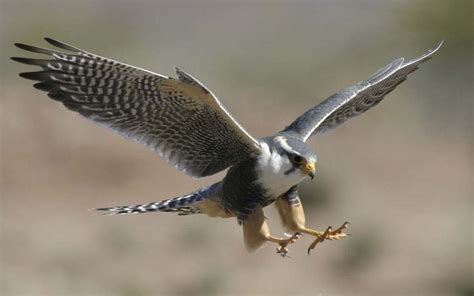 Wildlife Of The World Falcon Birds Hd Wallpapers