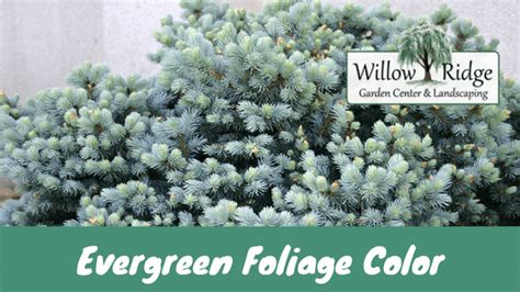 A perfect combination of vintage and custom on the shelves and cabinetry. The Many Shades Of Evergreen Foliage Color - Willow Ridge ...