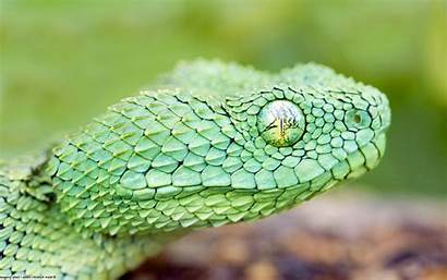 Snake Cool Backgrounds Animals Wallpapers Vipers Reptile