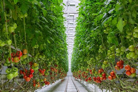How Led Grow Lights Help Tomato Growing In Vertical Farming Light