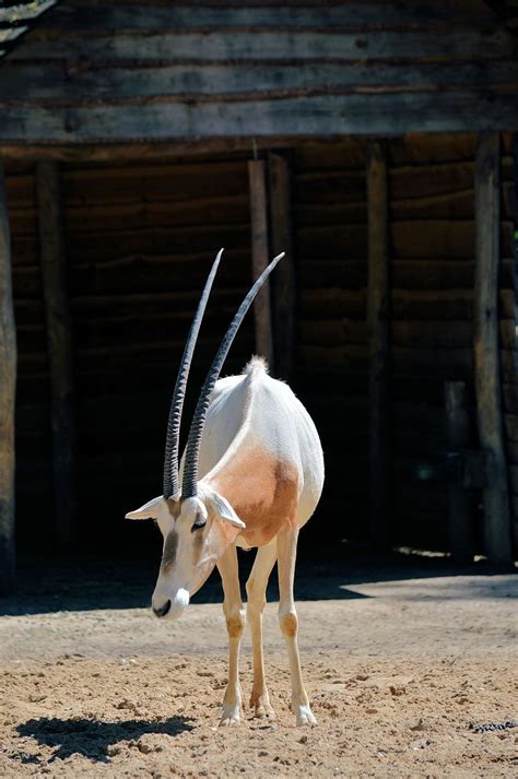 Hd Wallpaper Sable Antelope Animal Wildlife Zoology Mammal