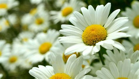 زهور بيضاء ايميجز
