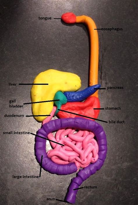 jarrad digestion digestive system model human body