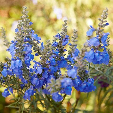 Best Blue Flowers For Your Garden Better Homes And Gardens