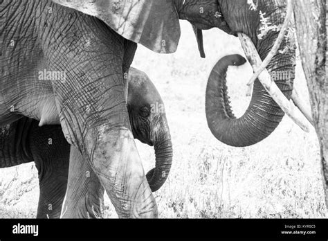 Los Elefantes Africanos Del Género Loxodonta En Parque Nacional