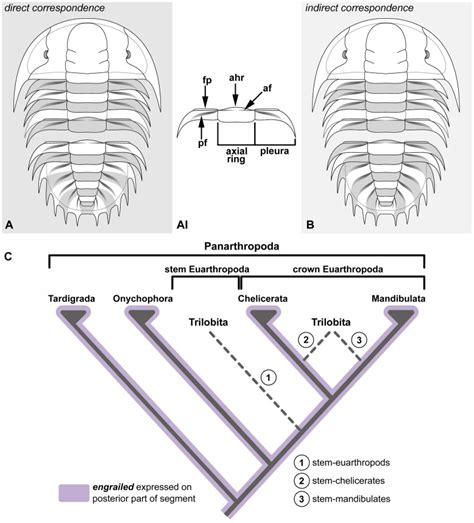 A Direct Correspondence Between The Segments And The Dorsal